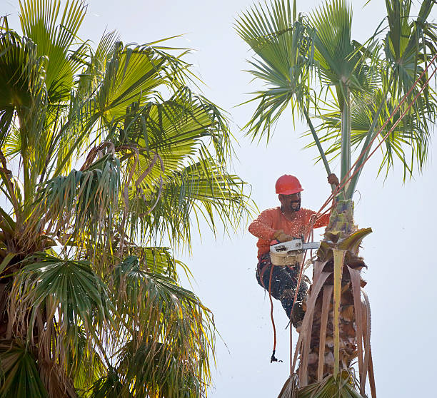 Best Affordable Tree Service  in Ranchos De Taos, NM